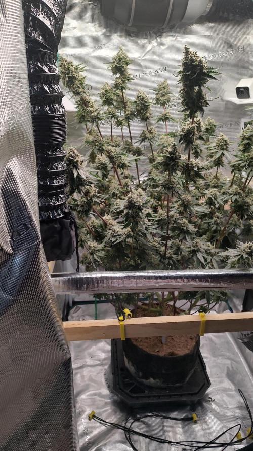 Blackberry Moonrocks. Week 10