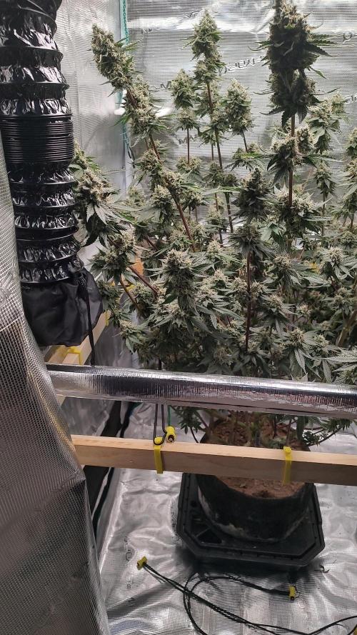 Blackberry Moonrocks. Week 10