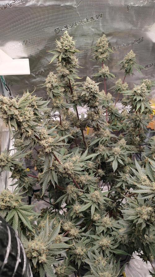 Blackberry Moonrocks. Week 10