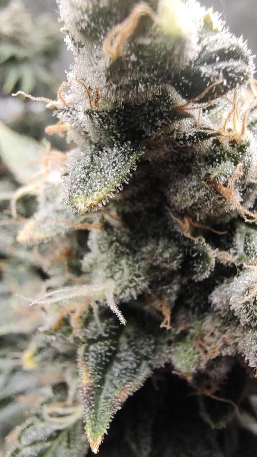 Blackberry Moonrocks. Week 10