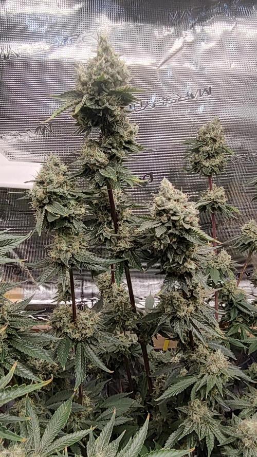 Blackberry Moonrocks. Week 10