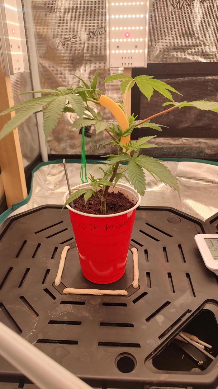 Gorilla Glue #4 S1. Week 2 - 2/14/26 end of week 2