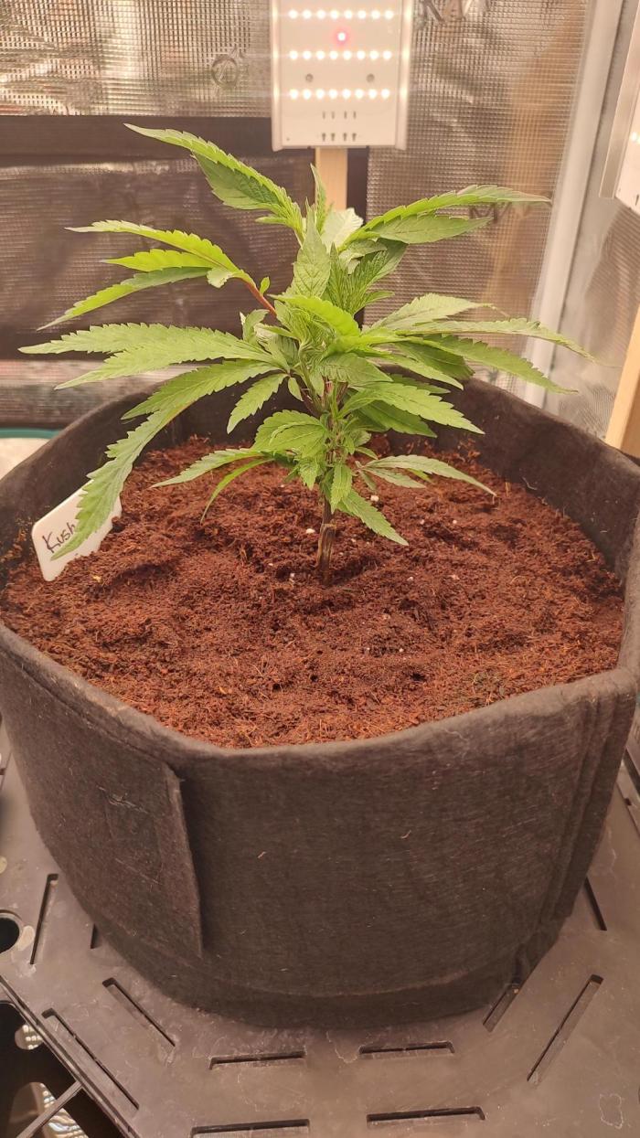Kush Mintz. Week 3 - 2/14/26 end of first week of flower