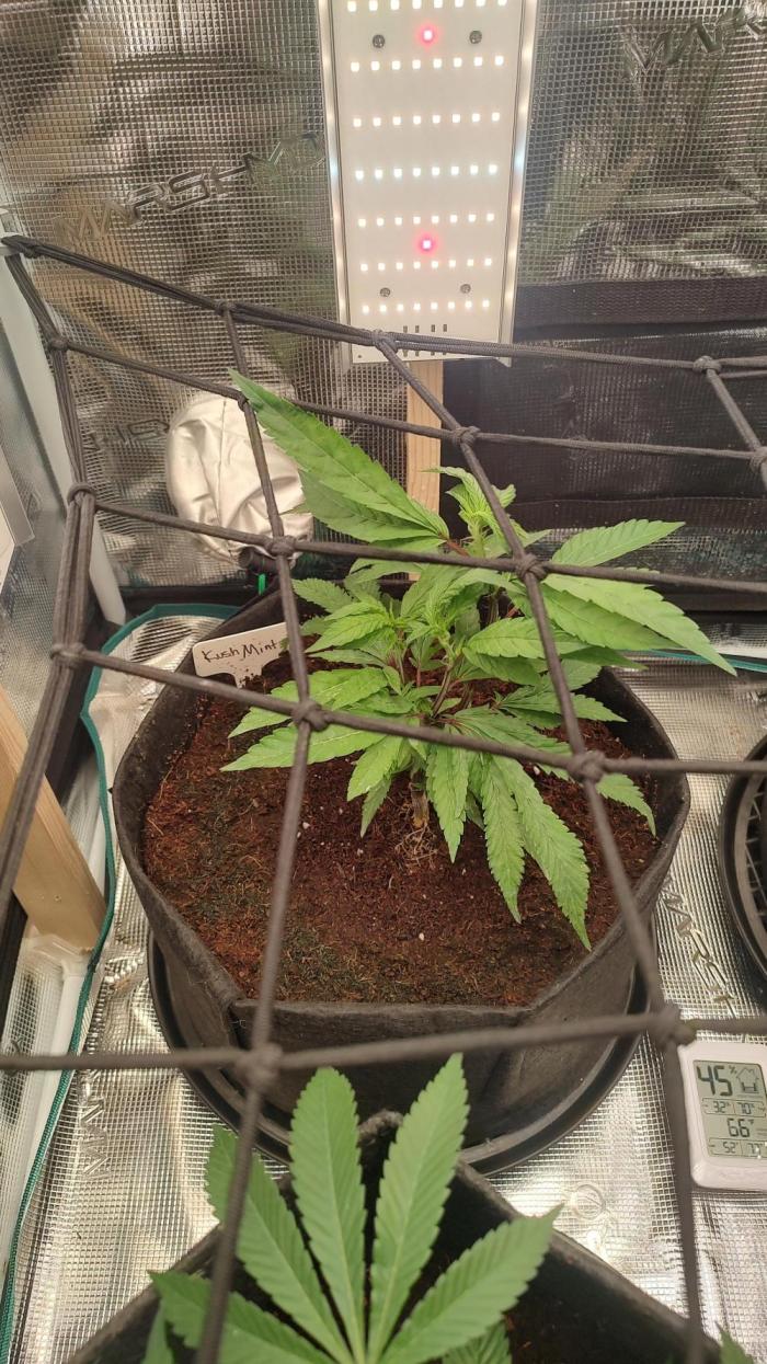 Kush Mintz. Week 4 - 2/18/26
Second week of flower(2/14-2/21)