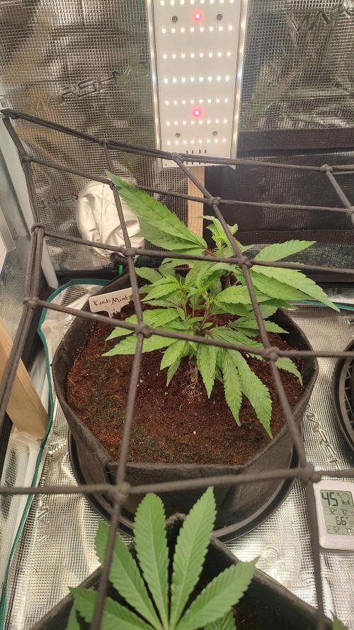 Grow Tent 80x80x160cm (2.7'x2.7'x5.3'). Week 4