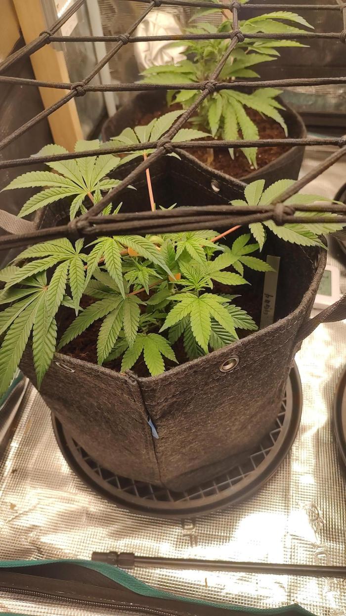 Gorilla Glue #4 S1. Week 3 - 2/18/26