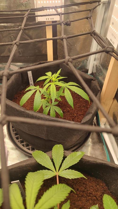 Nam Wah. Week 4 - 2/18