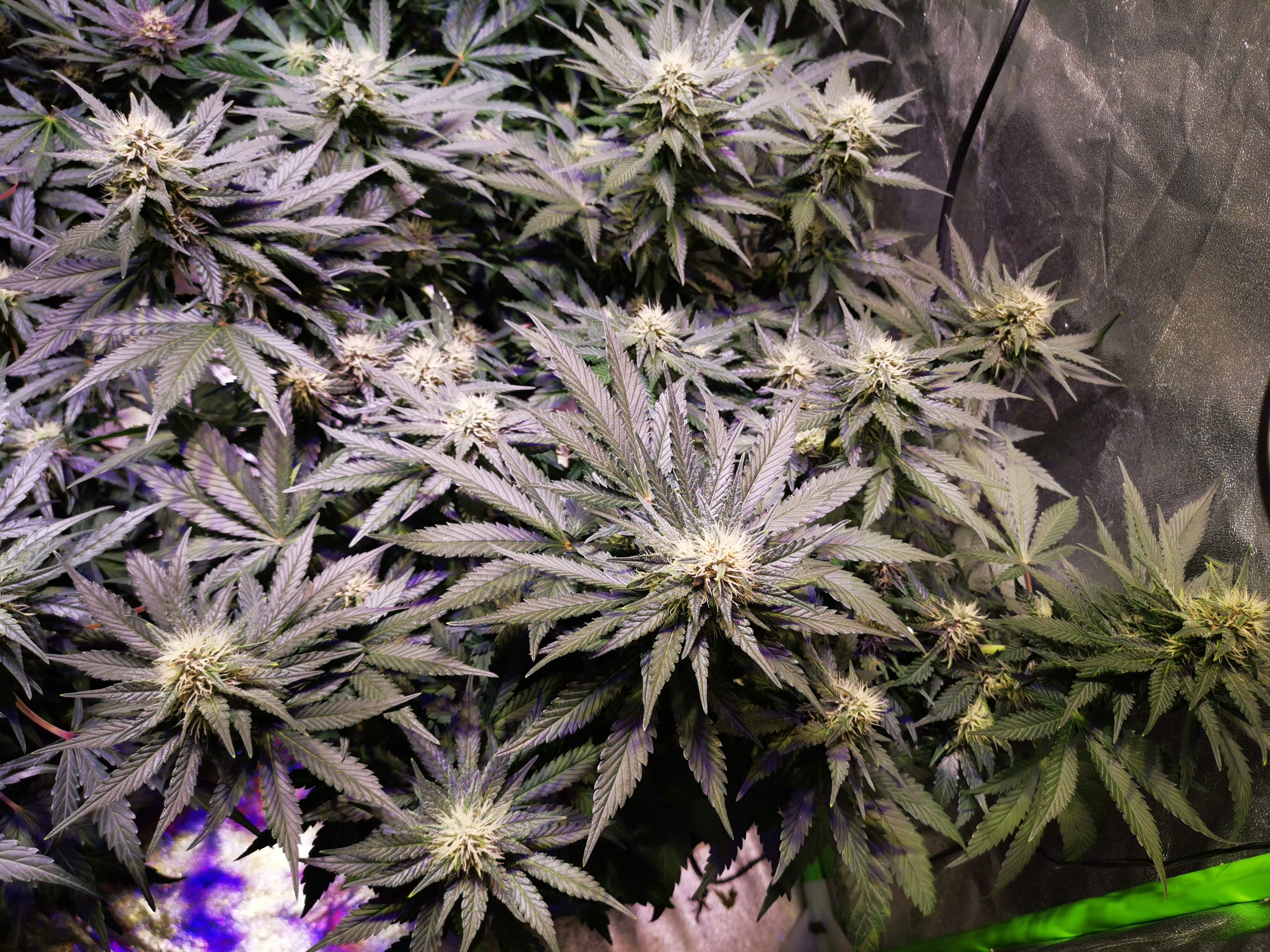 Fast Buds Purple Lemonade Auto grow diary (journal) week7 by Krissci GrowDiaries