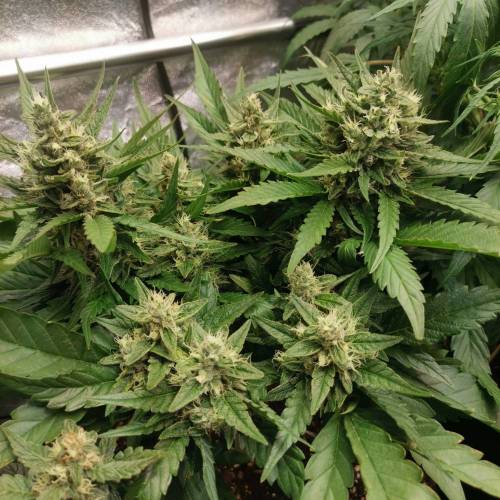 Gorilla Cookies 2nd attempt . Week 7 - Day 5 