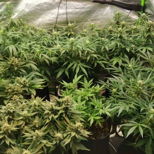 Gorilla Cookies 2nd attempt . Week 7 - Day 5 - entire garden 