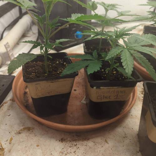 Wedding Glue Aug 2023. Week 2 - Day 5 before topping 