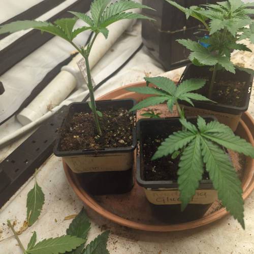 Wedding Glue Aug 2023. Week 2 - After topping 