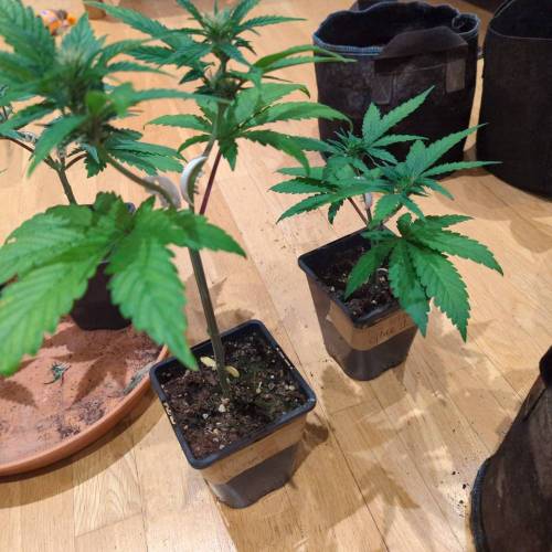 Wedding Glue Aug 2023. Week 3 - Both plants . Why one is so big I have no idea.. serious training is need