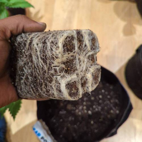 Wedding Glue Aug 2023. Week 3 - Wedding Glue 1 Roots 