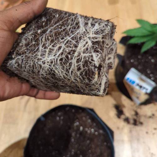 Wedding Glue Aug 2023. Week 3 - Wedding Glue 2 Roots