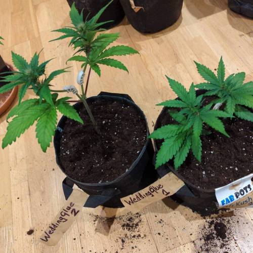 Wedding Glue Aug 2023. Week 3 - Both plants 