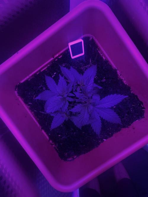 Rainbow Sherbet. Week 6 - start lst