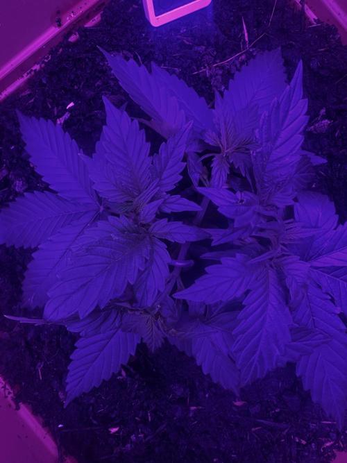 Rainbow Sherbet. Week 6