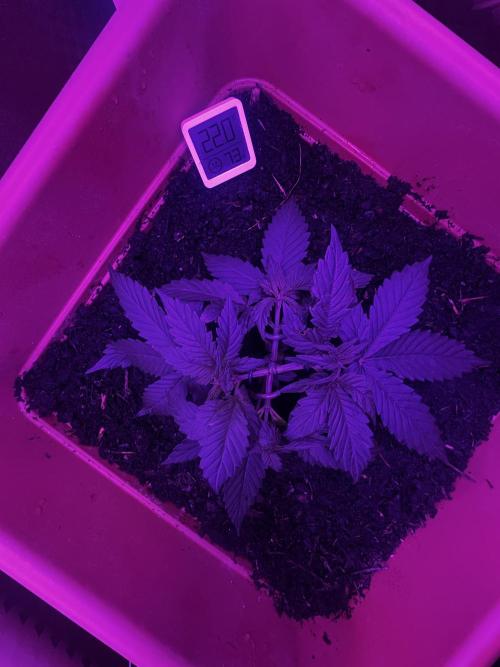 Rainbow Sherbet. Week 6 - wochen mitte ca