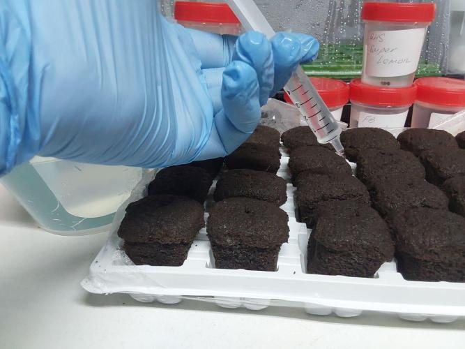 Visiting a Fairy Tale. Week 0