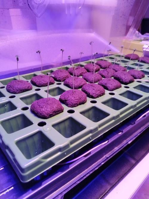 Visiting a Fairy Tale. Week 0 - Day 5