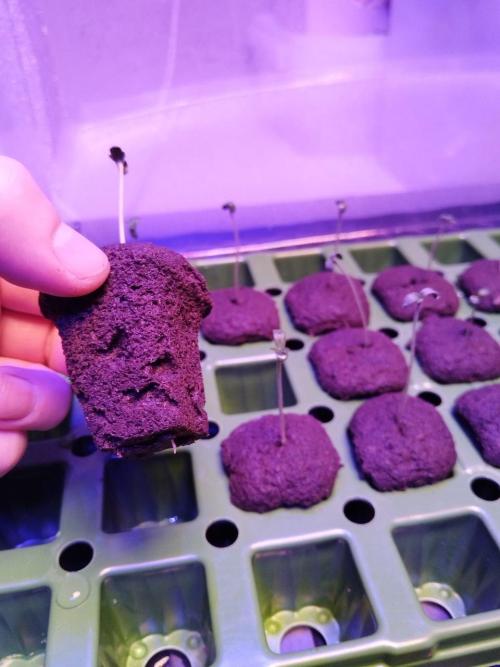 Visiting a Fairy Tale. Week 0 - Day 5