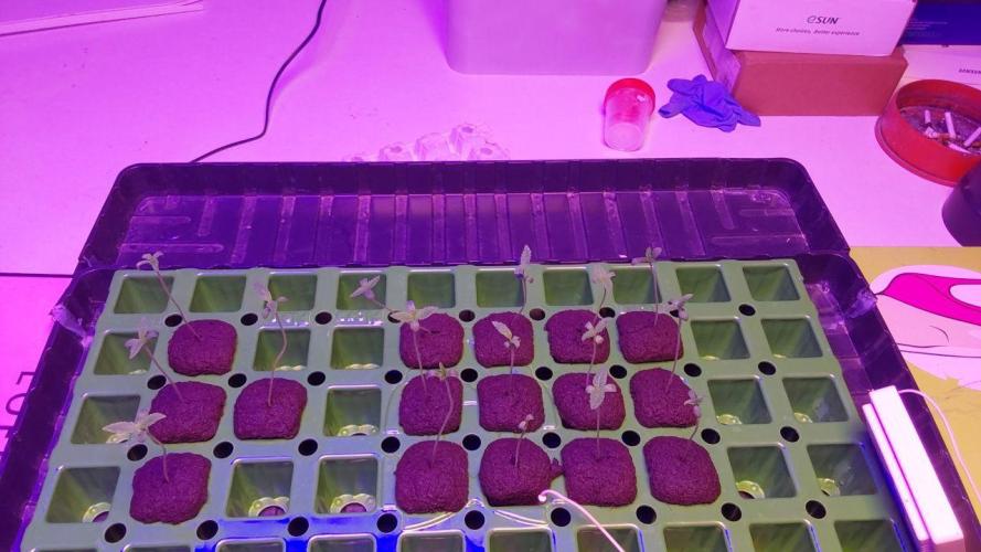 Visiting a Fairy Tale. Week 0 - Day 7