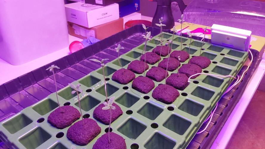 Visiting a Fairy Tale. Week 0 - Day 7