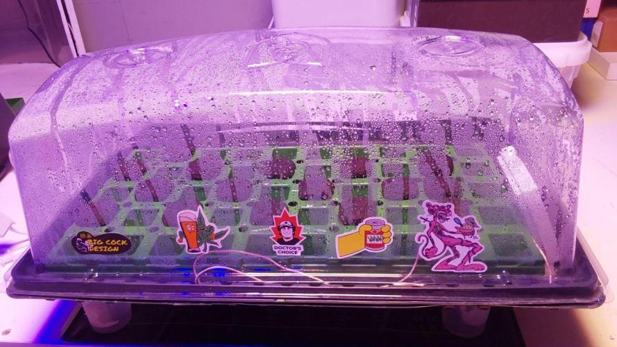 Visiting a Fairy Tale. Week 0