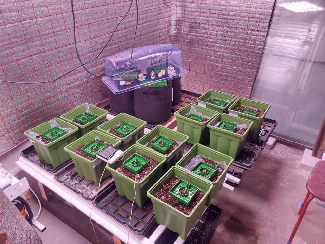 Visiting a Fairy Tale. Week 0 - Day 8: transplant into 7-liter pots