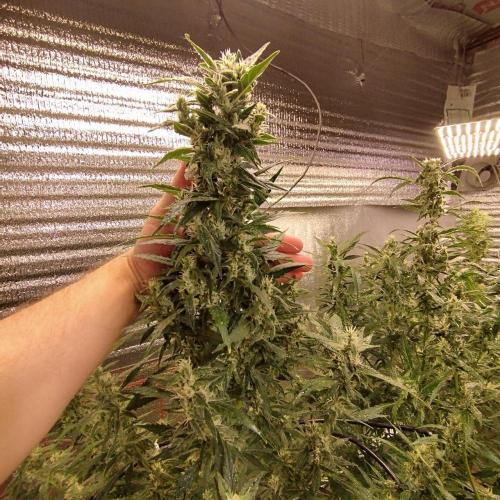 Visiting a Fairy Tale. Week 0 - Here are some photos from my previous grow.