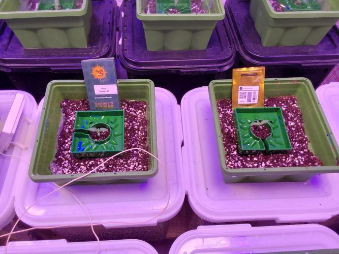 Visiting a Fairy Tale. Week 0 - Day 9