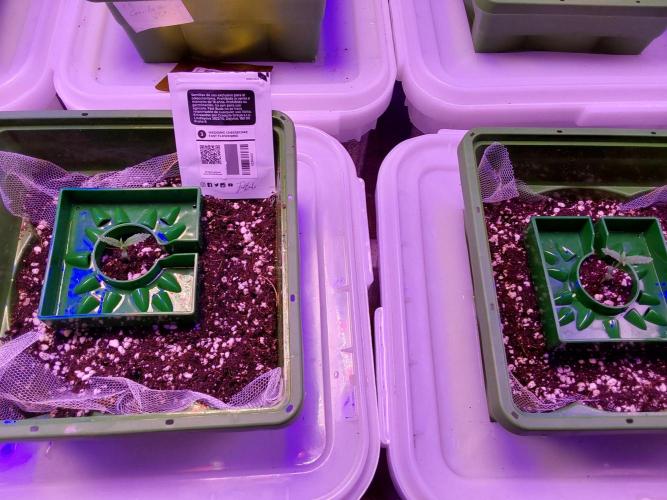 Visiting a Fairy Tale. Week 0 - Day 9