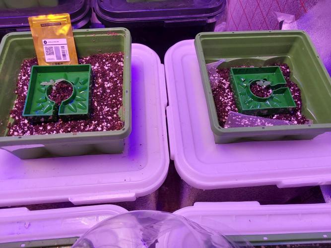 Visiting a Fairy Tale. Week 1 - Day9