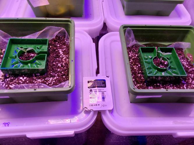 Visiting a Fairy Tale. Week 1 - Day9