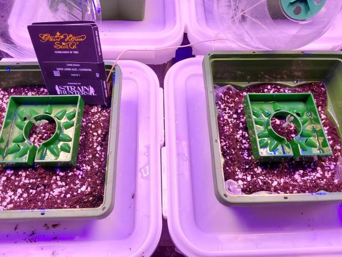 Visiting a Fairy Tale. Week 1 - Day9