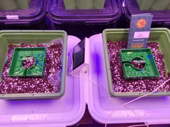 Visiting a Fairy Tale. Week 1 - Day9