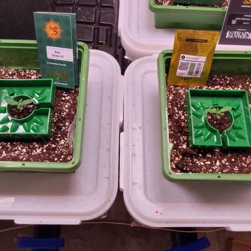 Visiting a Fairy Tale. Week 1 - Day10