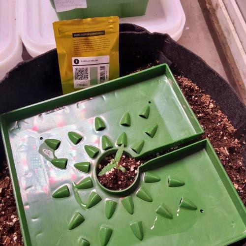 Visiting a Fairy Tale. Week 1 - Day10