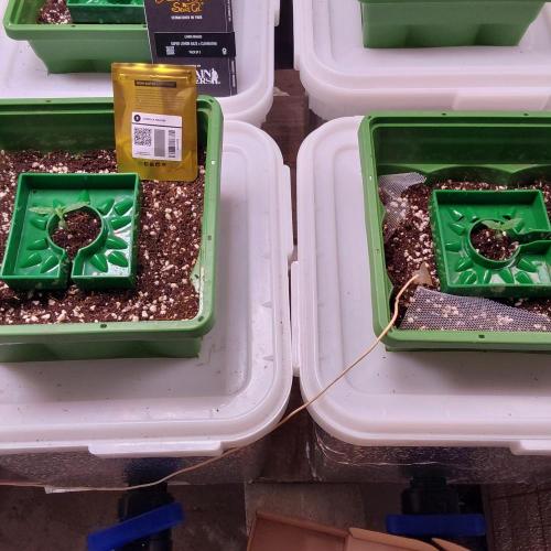 Visiting a Fairy Tale. Week 1 - Day10