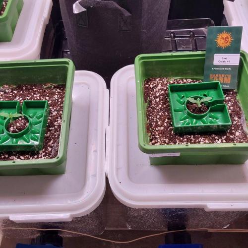 Visiting a Fairy Tale. Week 1 - Day10