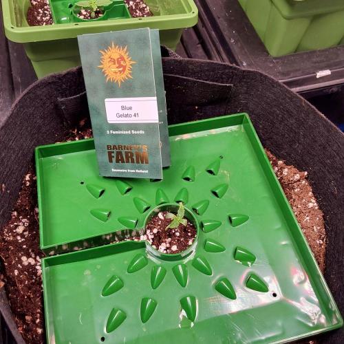 Visiting a Fairy Tale. Week 1 - Day10