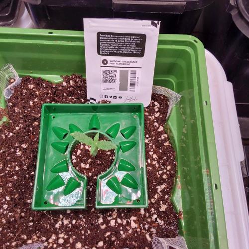 Visiting a Fairy Tale. Week 1 - Day10