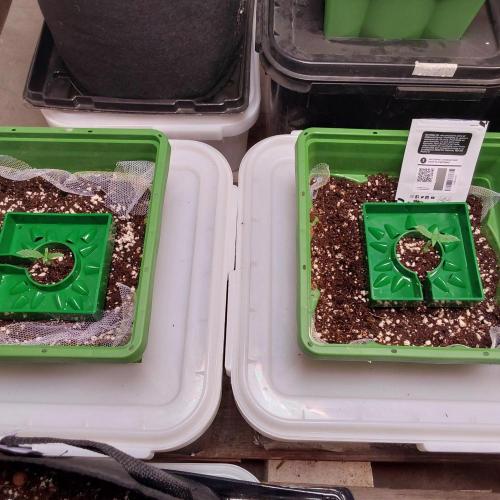 Visiting a Fairy Tale. Week 1 - Day10