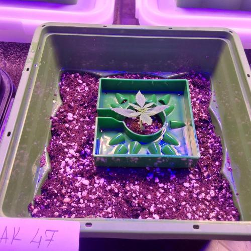 Visiting a Fairy Tale. Week 1 - Day 12 ak47