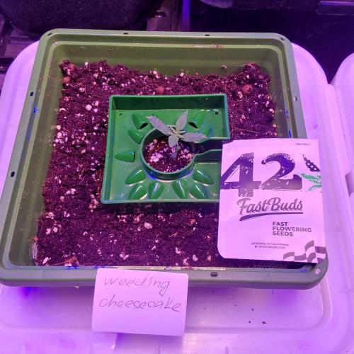 Visiting a Fairy Tale. Week 1 - Day 12 weeding cheesecake