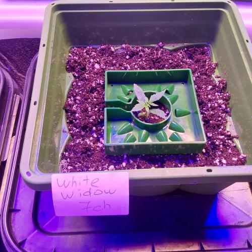 Visiting a Fairy Tale. Week 1 - Day 12 white widow