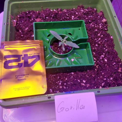 Visiting a Fairy Tale. Week 1 - Day 12 gorilla melon