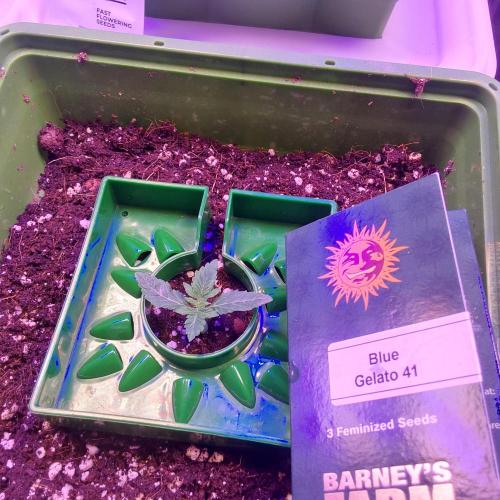 Visiting a Fairy Tale. Week 1 - Day 12 blue gelato 41