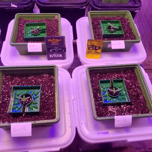 Visiting a Fairy Tale. Week 1 - Day 12